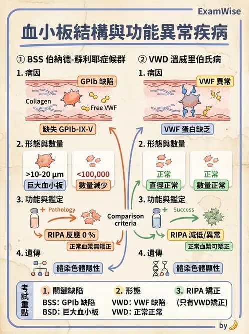 醫檢師 - 血小板與止血生理 - AI 圖文解析預覽