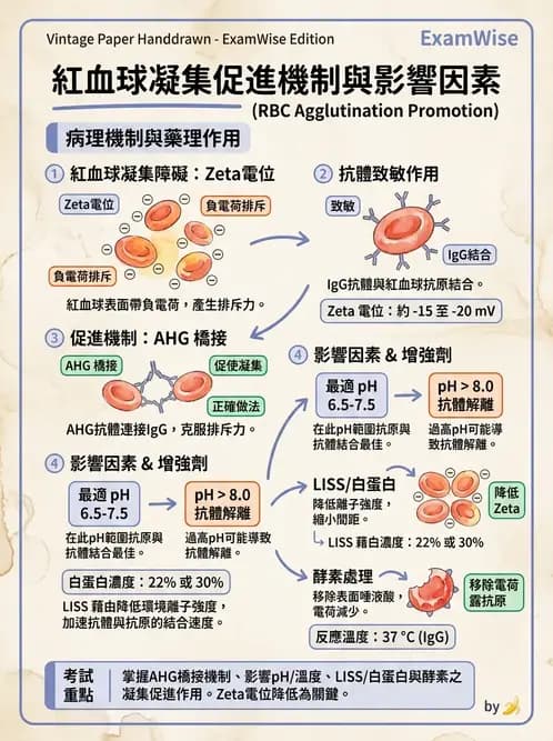 醫檢師 - 血液成分製備與輸血檢查 - AI 圖文解析預覽