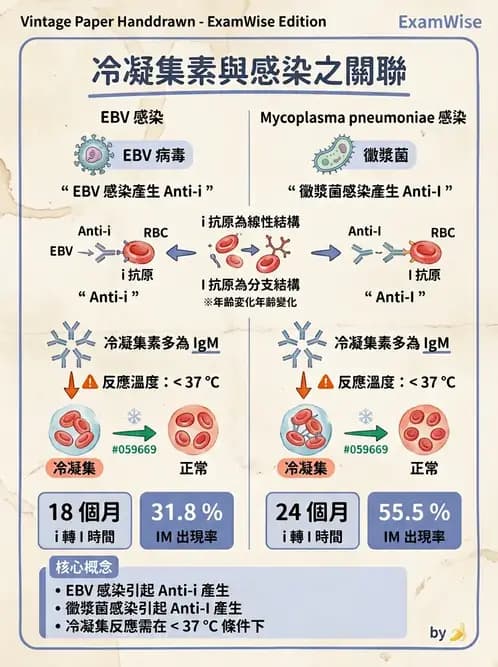 醫檢師 - 紅血球抗原與血型系統 - AI 圖文解析預覽