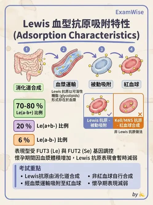 醫檢師 - 紅血球抗原與血型系統 - AI 圖文解析預覽