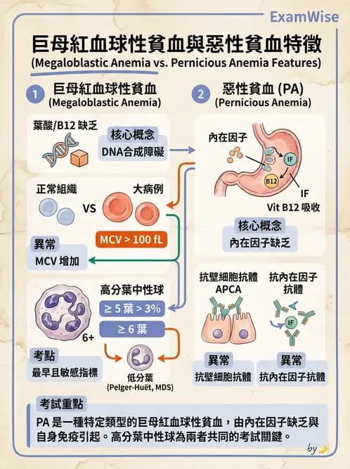 醫檢師 - 貧血診斷與營養缺乏性貧血 - AI 圖文解析預覽