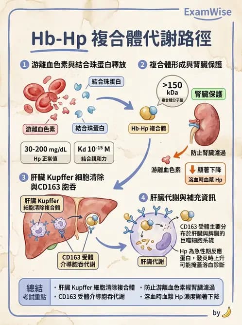 醫檢師 - 溶血性貧血與血色素病變 - AI 圖文解析預覽