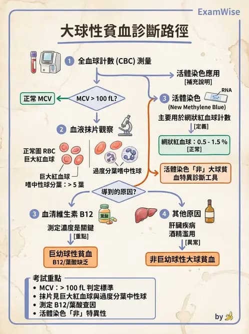 醫檢師 - 貧血診斷與營養缺乏性貧血 - AI 圖文解析預覽