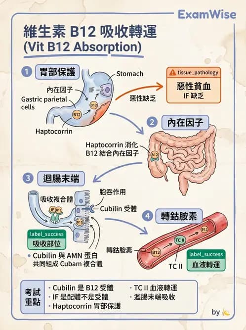 醫檢師 - 貧血診斷與營養缺乏性貧血 - AI 圖文解析預覽