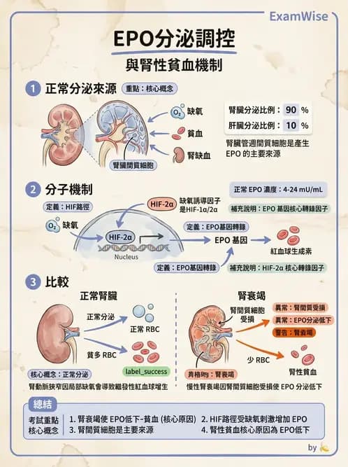 醫檢師 - 紅血球生理與形態 - AI 圖文解析預覽