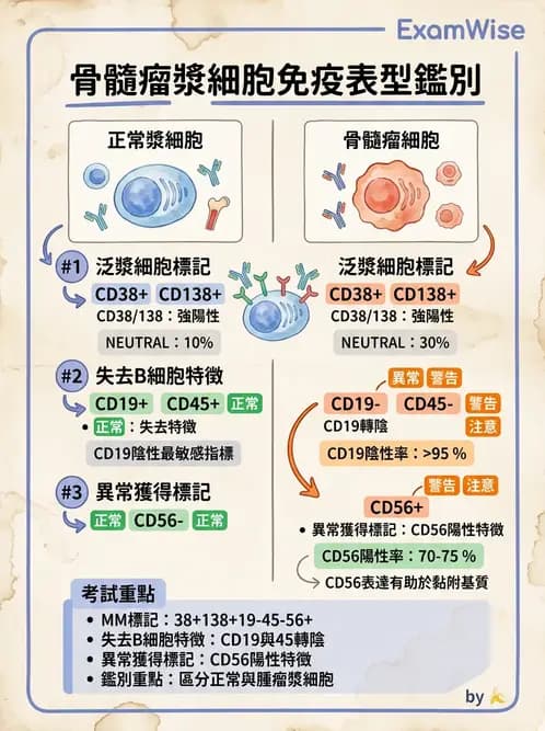 醫檢師 - 淋巴瘤、漿細胞疾病與白血球異常 - AI 圖文解析預覽