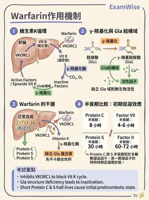 醫檢師 - 血栓性疾病與抗凝治療監測 - AI 圖文解析預覽