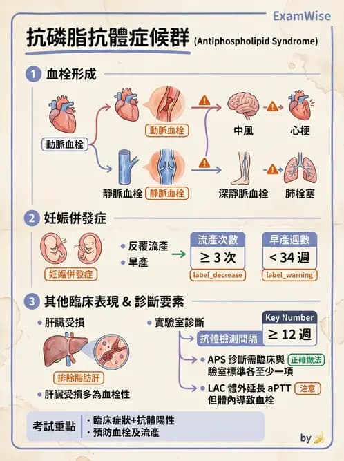 醫檢師 - 血栓性疾病與抗凝治療監測 - AI 圖文解析預覽