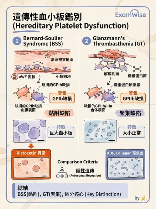 醫檢師 - 血小板與止血生理 - AI 圖文解析預覽