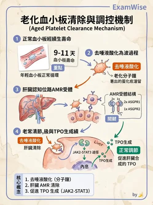醫檢師 - 血小板與止血生理 - AI 圖文解析預覽