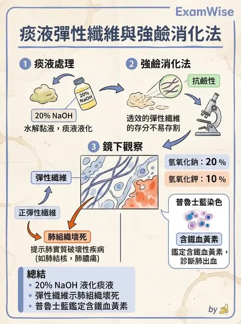 醫檢師 - 痰液一般鏡檢 - AI 圖文解析預覽