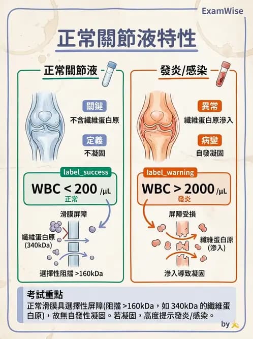 醫檢師 - 滑膜液檢查 - AI 圖文解析預覽