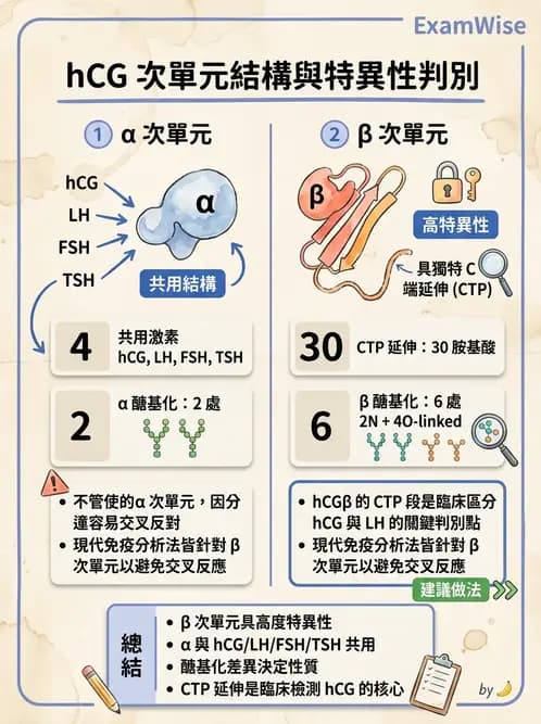 醫檢師 - 懷孕試驗 - AI 圖文解析預覽