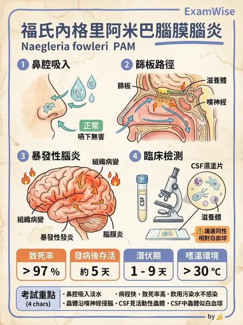 醫檢師 - 寄生蟲檢查-原蟲類 - AI 圖文解析預覽