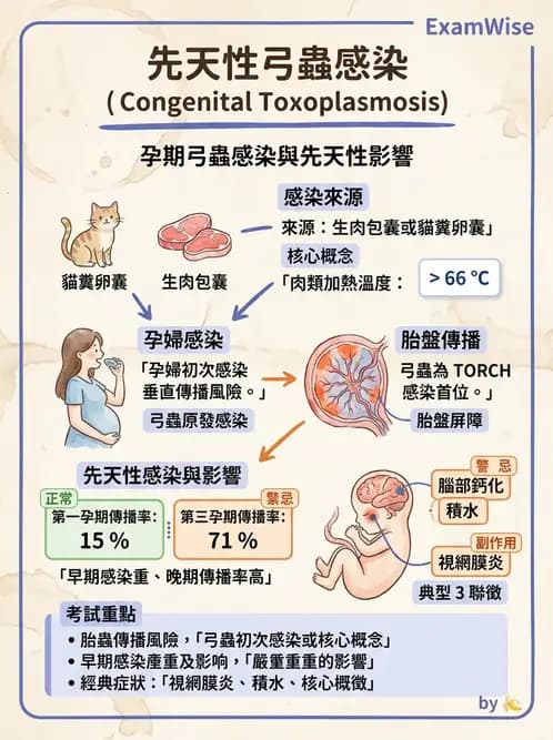 醫檢師 - 寄生蟲檢查-原蟲類 - AI 圖文解析預覽