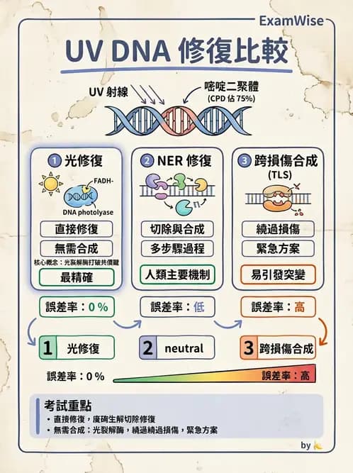 醫檢師 - 基礎分子生物學 - AI 圖文解析預覽