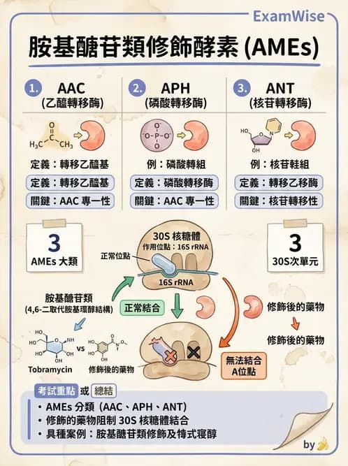醫檢師 - 感染症分子檢驗 - AI 圖文解析預覽