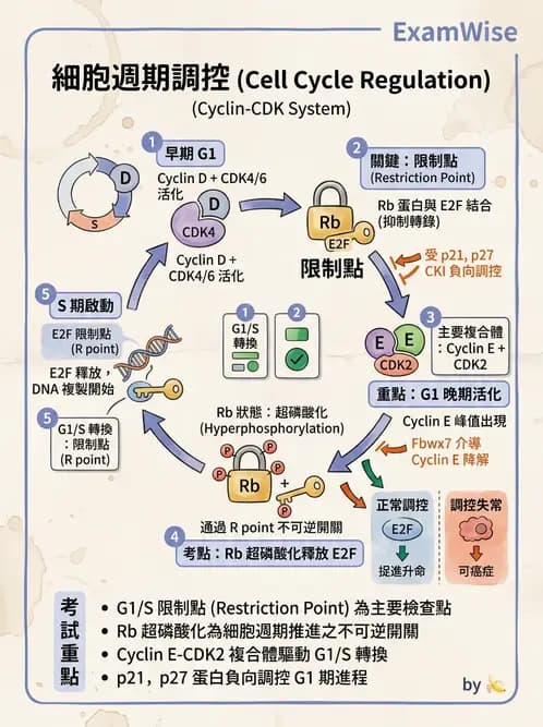 醫檢師 - 基礎分子生物學 - AI 圖文解析預覽