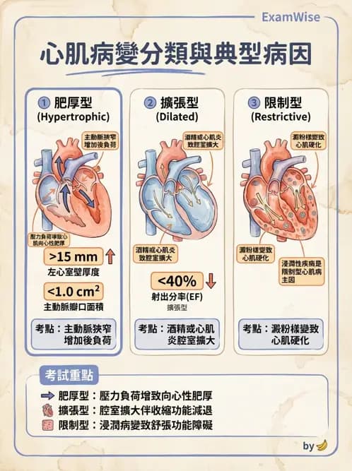 護理師 - 心臟瓣膜病與發炎性心臟病 - AI 圖文解析預覽
