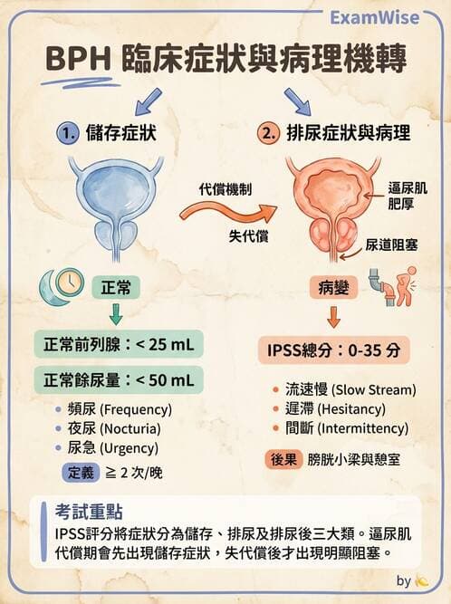 護理師 - 泌尿道疾病與排尿障礙 - AI 圖文解析預覽
