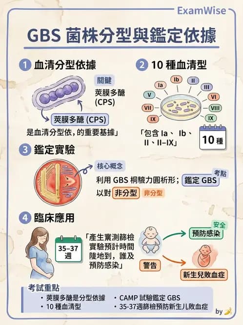 醫檢師 - 鏈球菌與其他革蘭氏陽性桿菌 - AI 圖文解析預覽