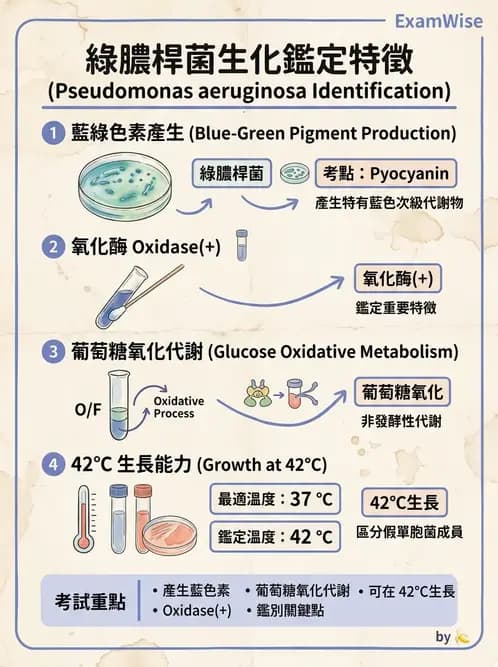 醫檢師 - 非發酵菌 - AI 圖文解析預覽