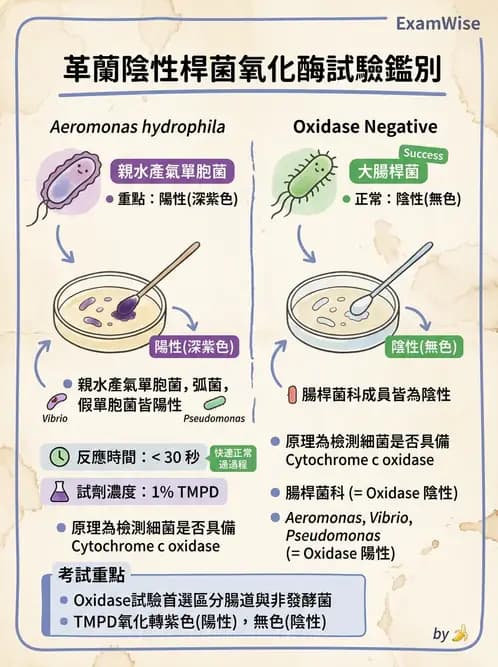 醫檢師 - 弧菌、氣單胞菌與彎曲菌 - AI 圖文解析預覽