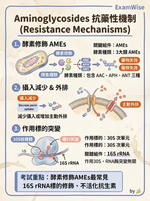 醫檢師 - 抗藥性機制 - AI 圖文解析預覽