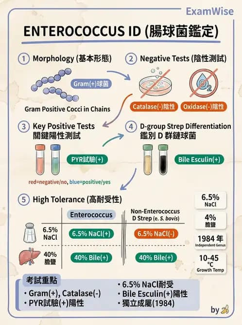 醫檢師 - 葡萄球菌與腸球菌 - AI 圖文解析預覽