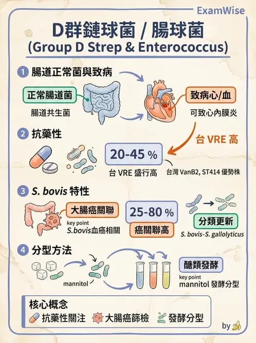 醫檢師 - 鏈球菌與其他革蘭氏陽性桿菌 - AI 圖文解析預覽