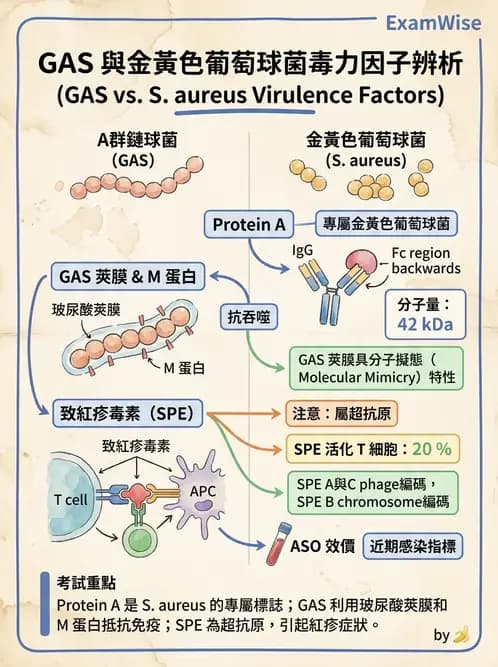 醫檢師 - 鏈球菌與其他革蘭氏陽性桿菌 - AI 圖文解析預覽