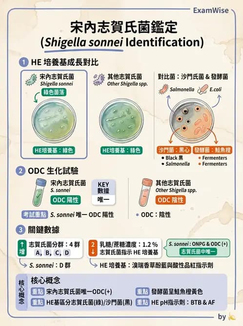 醫檢師 - 主要腸道致病菌 - AI 圖文解析預覽