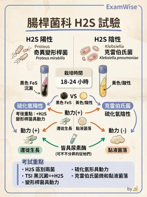 醫檢師 - 其他腸內菌科 - AI 圖文解析預覽
