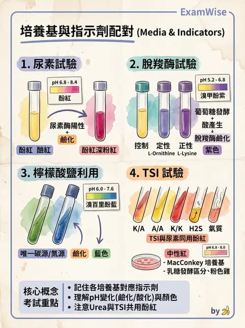 醫檢師 - 腸內菌鑑別方法與培養基 - AI 圖文解析預覽