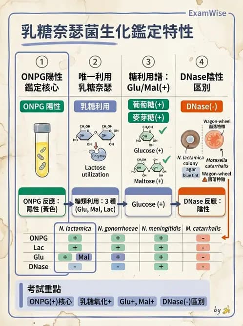 醫檢師 - 奈瑟菌與挑剔性革蘭氏陰性菌 - AI 圖文解析預覽