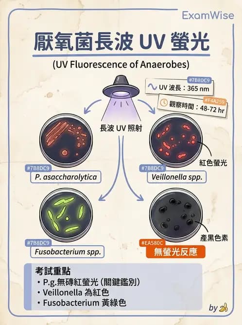 醫檢師 - 厭氧菌 - AI 圖文解析預覽
