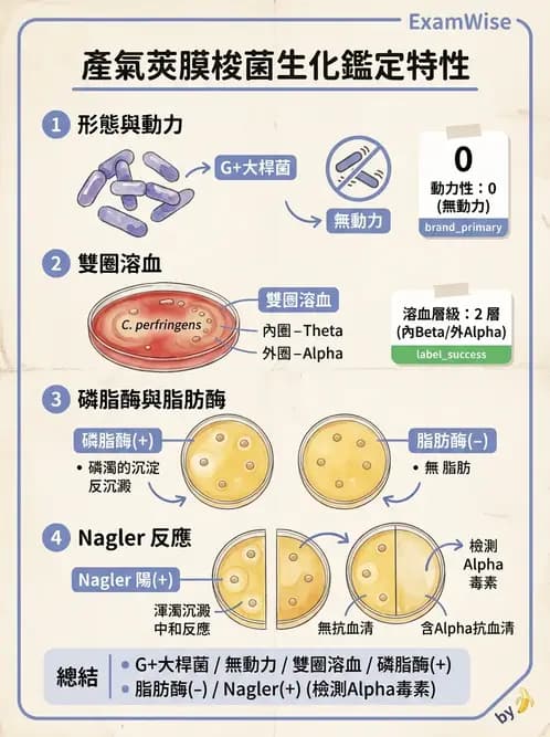 醫檢師 - 厭氧菌 - AI 圖文解析預覽
