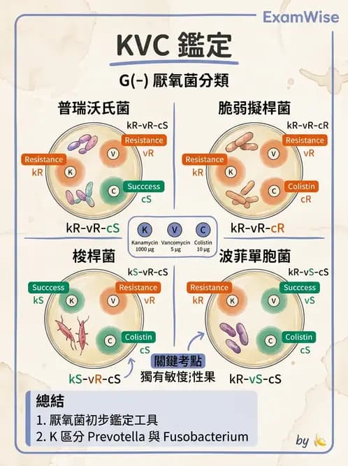 醫檢師 - 厭氧菌 - AI 圖文解析預覽