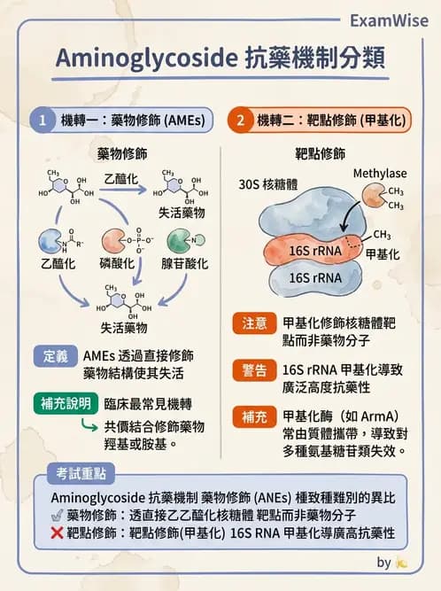 醫檢師 - 抗藥性機制 - AI 圖文解析預覽