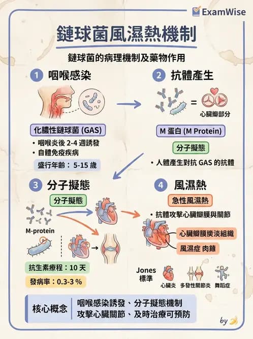 醫檢師 - 鏈球菌與其他革蘭氏陽性桿菌 - AI 圖文解析預覽