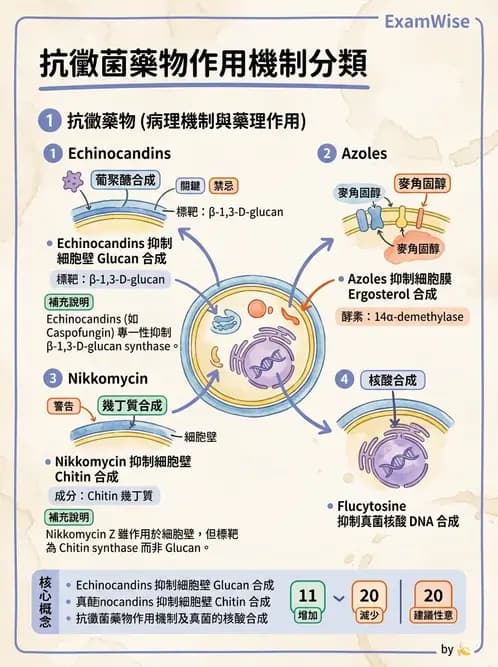 醫檢師 - 真菌診斷與治療 - AI 圖文解析預覽