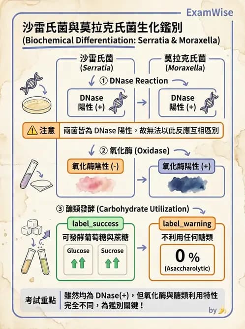 醫檢師 - 腸內菌鑑別方法與培養基 - AI 圖文解析預覽