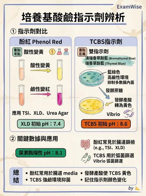 醫檢師 - 腸內菌鑑別方法與培養基 - AI 圖文解析預覽