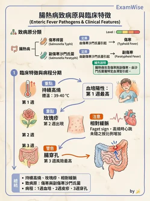 醫檢師 - 主要腸道致病菌 - AI 圖文解析預覽