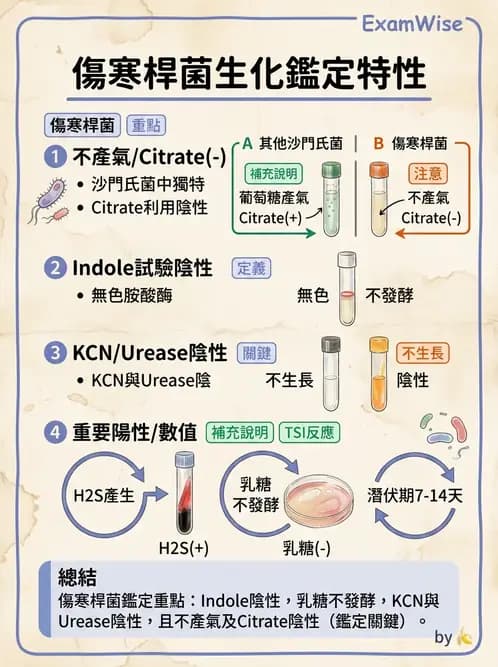 醫檢師 - 主要腸道致病菌 - AI 圖文解析預覽