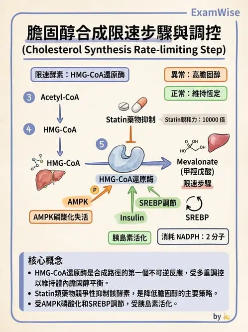 醫檢師 - 脂質代謝與酮體 - AI 圖文解析預覽