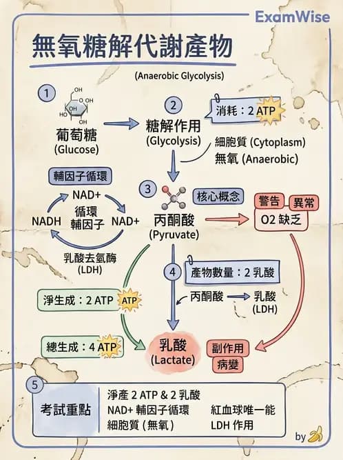 醫檢師 - 醣類代謝與糖尿病 - AI 圖文解析預覽