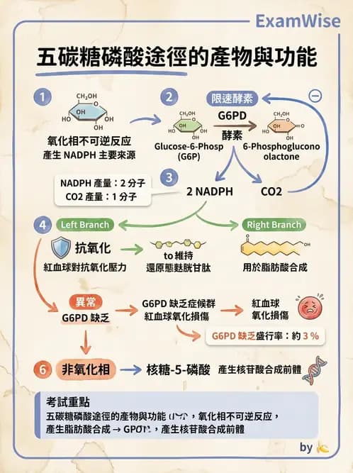 醫檢師 - 醣類代謝與糖尿病 - AI 圖文解析預覽