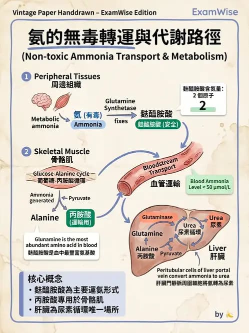 醫檢師 - 胺基酸代謝與先天性疾病 - AI 圖文解析預覽