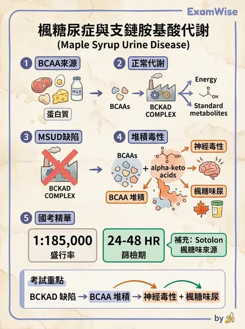 醫檢師 - 胺基酸代謝與先天性疾病 - AI 圖文解析預覽